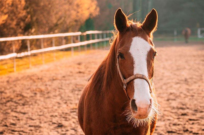 Equine Ultrasound Solution in Woodstock, Illinois