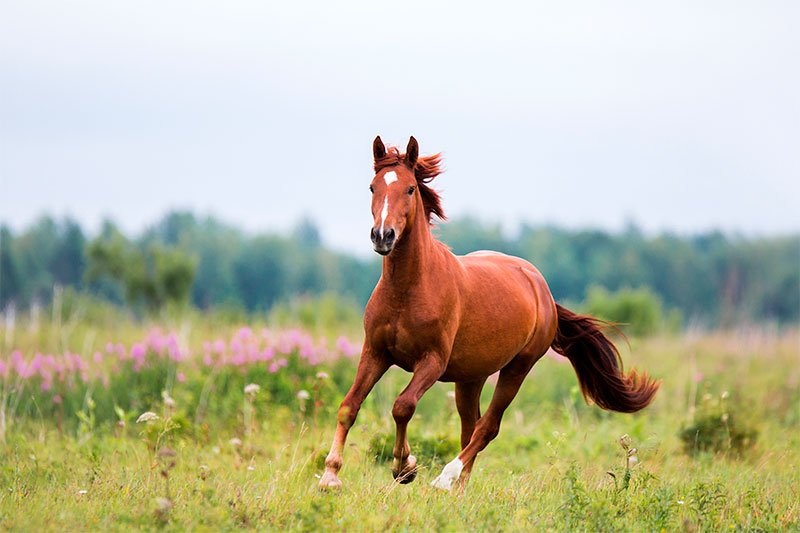 Woodstock, Illinois Equine Shockwave Therapy