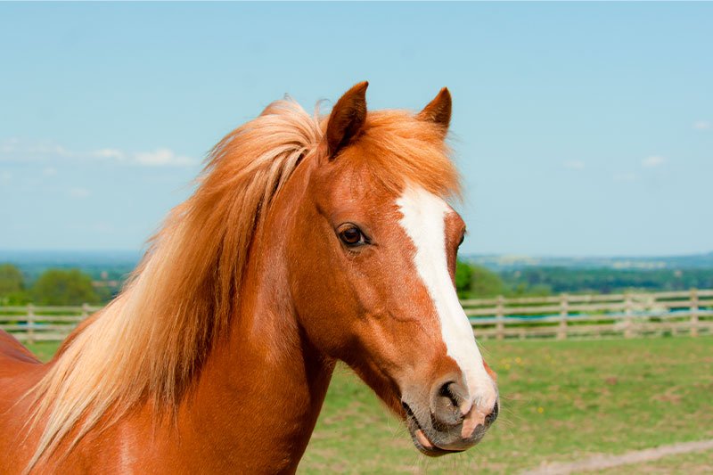 Equine Ultrasound Services in Woodstock, Illinois