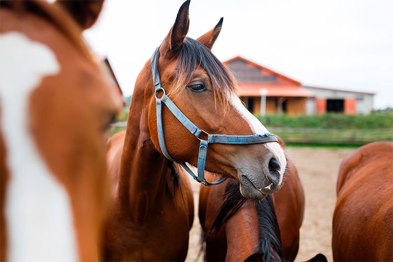 Equine Veterinarian in Woodstock, Illinois