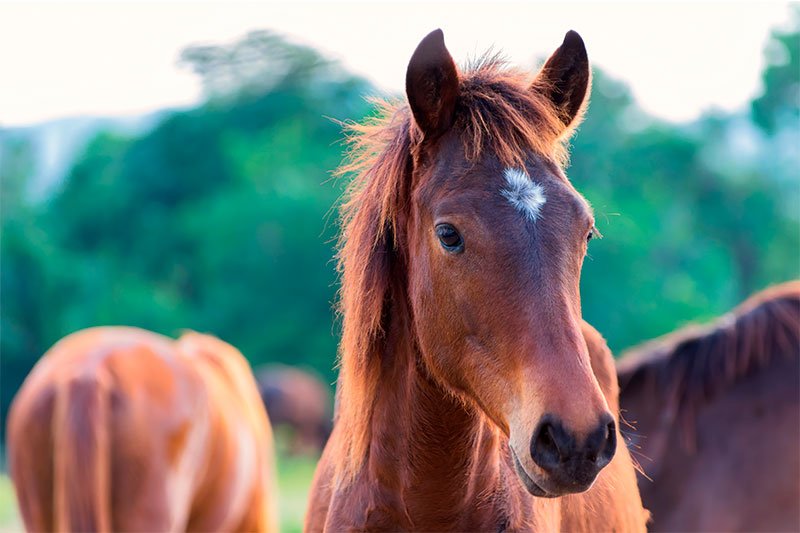 Equine Ultrasound in Woodstock, Illinois