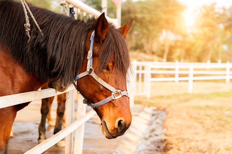 Equine Shockwave Therapy services in Woodstock, Illinois