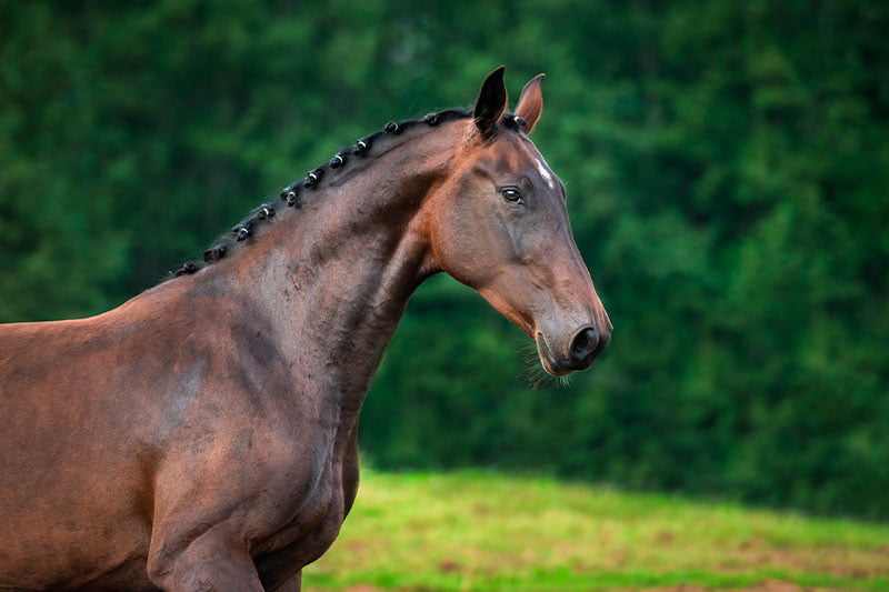 Equine Shockwave Therapy services in Woodstock, IL