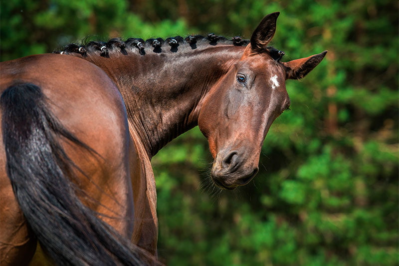 Equine Ultrasound Services in Woodstock, IL