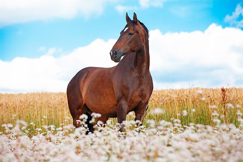 Mobile Equine Veterinary Lameness Services