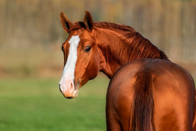 Equine X-Ray Services in Woodstock, Illinois 