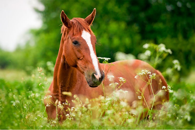 Woodstock, Illinois Equine Ultrasound 