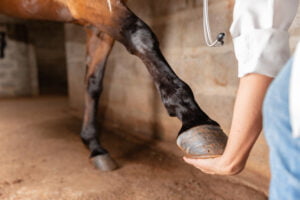 Expert Care for Equine Shockwave Therapy in Woodstock, Illinois