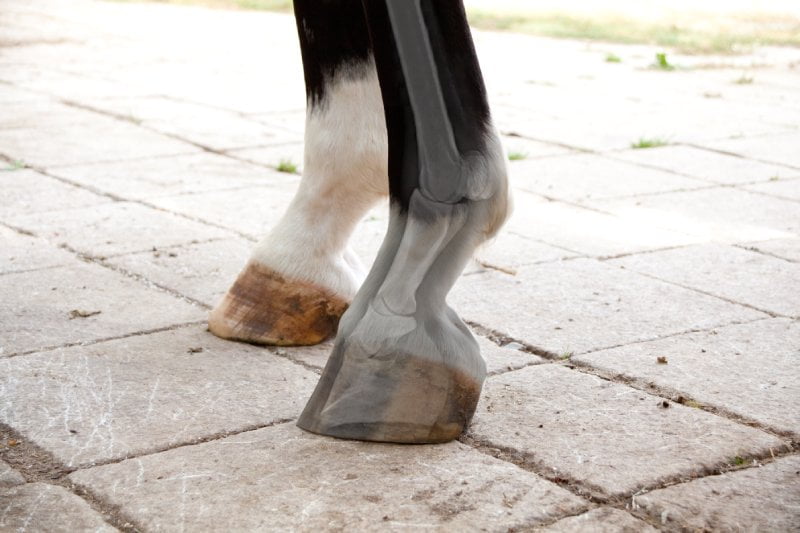 Equine Lameness in Woodstock, IL