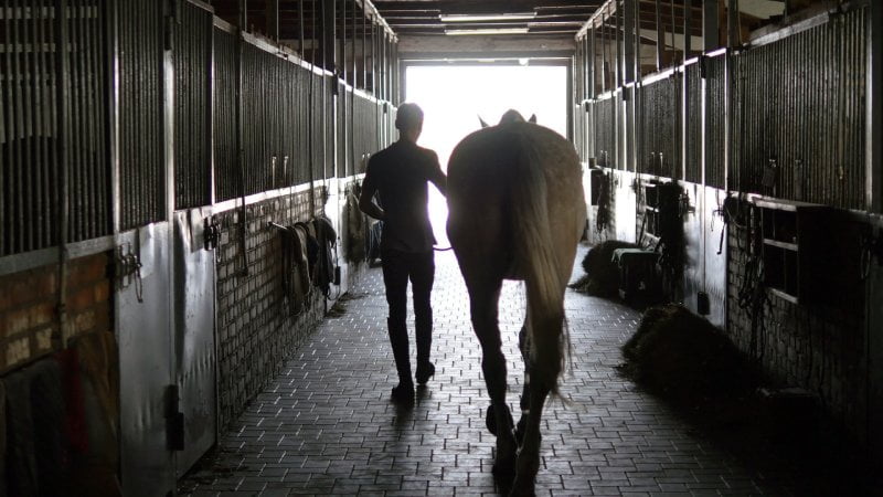 Equine Lameness Services in Woodstock, Illinois